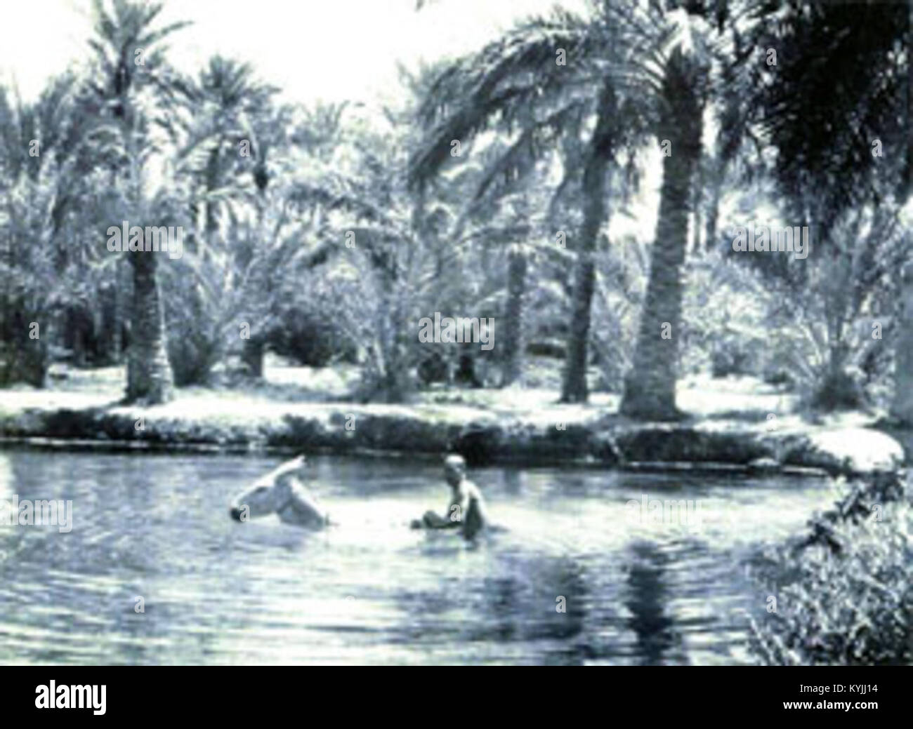 Sufwa Gardens à Qatif, en Arabie Saoudite, est une zone cultivée avec aménagement paysager, horticulture et verdure dans l'environnement urbain. Banque D'Images