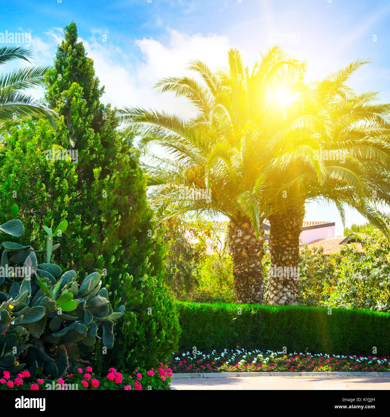 Un très beau parc avec palmiers et plantes à feuilles persistantes Banque D'Images