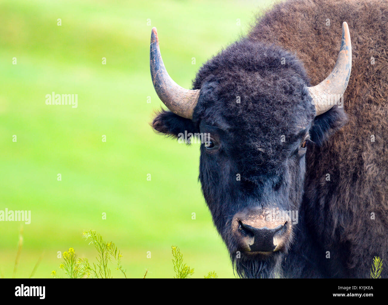 Sauvage et libre de Bison Great Planes Banque D'Images