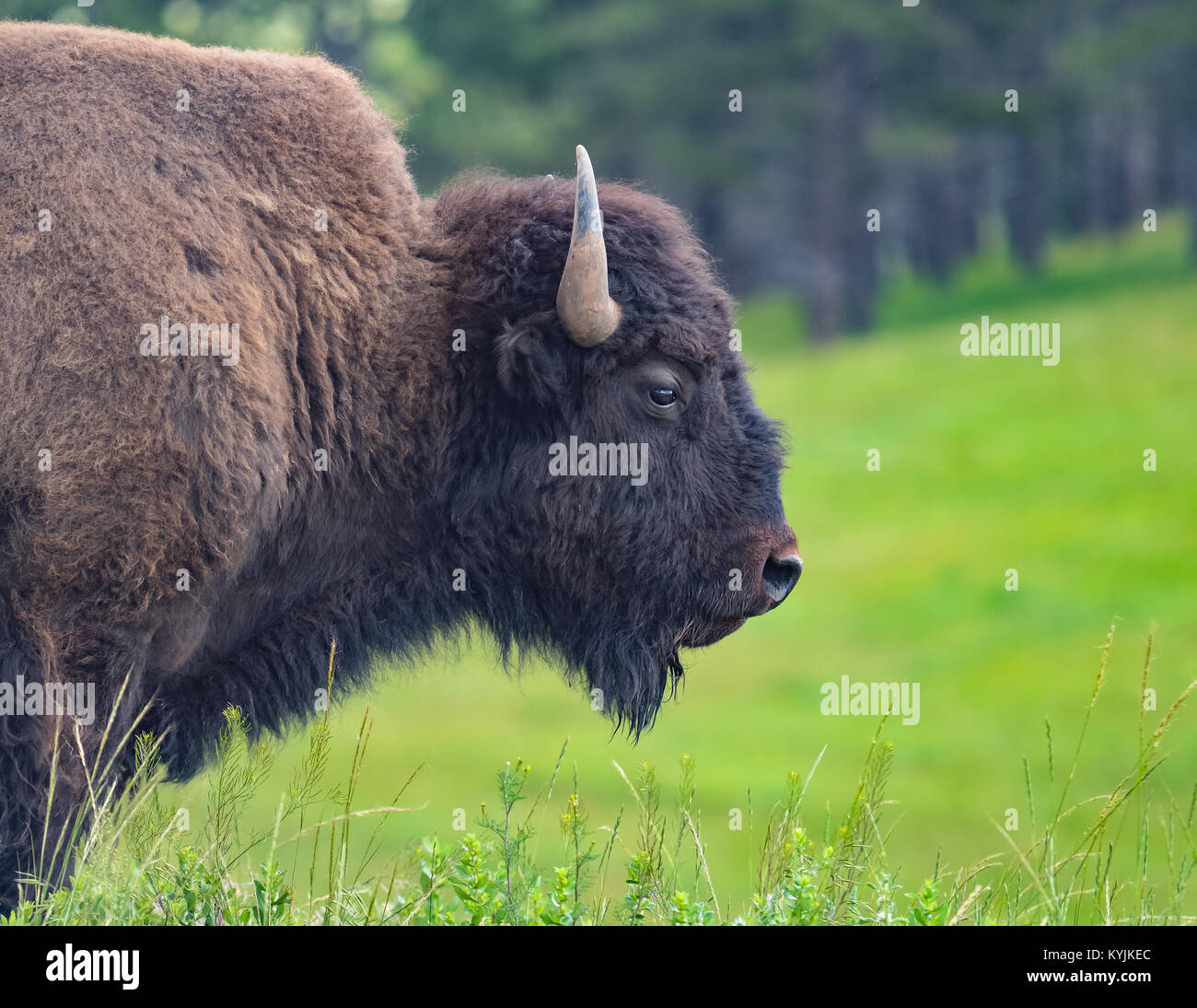 Sauvage et libre de Bison Great Planes Banque D'Images