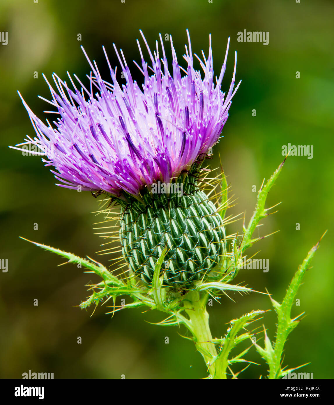 Mauve lavande fleur de chardon Photo Stock - Alamy