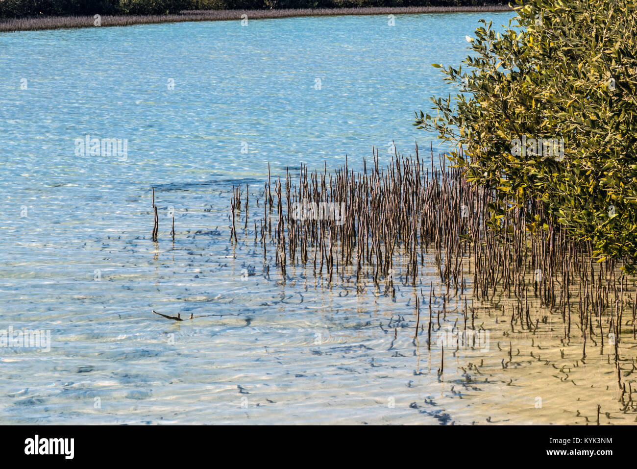 Arbres de mangrove dans le lac dans le parc national Ras Mohammed Banque D'Images