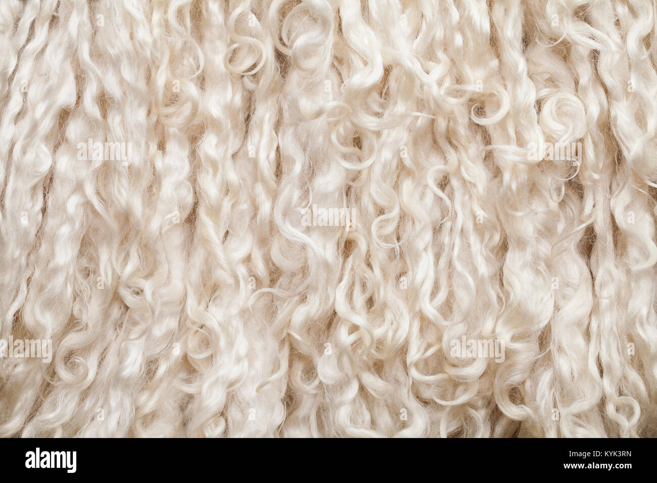 Fourrure de mouton. La texture de la laine. Arrière-plan gros plan Banque D'Images