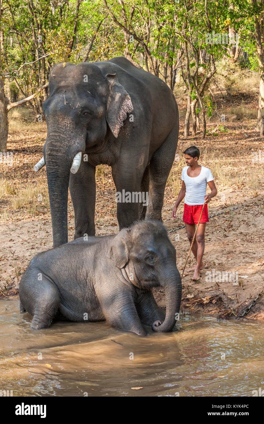 KANHA NATIONAL PARK, INDE - Le 13 mars : Unidentified mahouts nettoyer et laver ses éléphants indiens sur les rives du fleuve. 13 mars 2010 Inde Banque D'Images