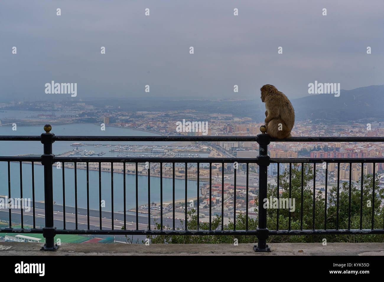 Macaques de Barbarie, Rock's zone supérieure, Gibraltar, Royaume-Uni Banque D'Images