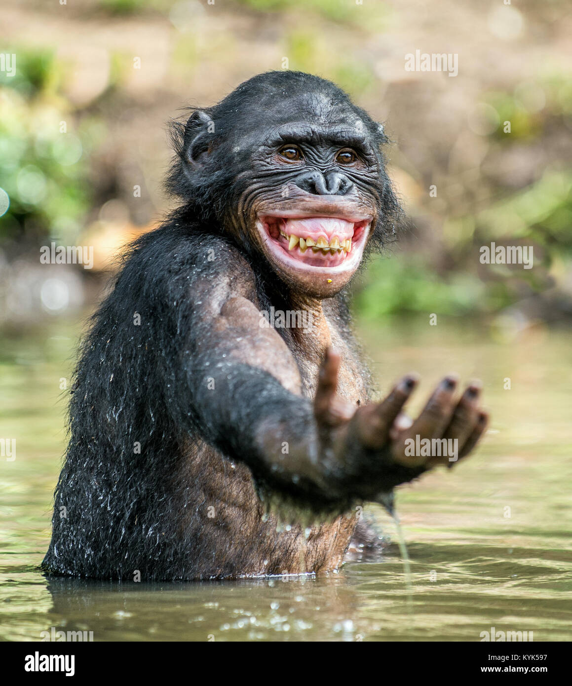 Smiling Bonobo dans l'eau. Les bonobos dans l'eau avec plaisir et sourires. Bonobo debout dans étang cherche le fruit qui est tombé dans l'eau. Bonobo (P Banque D'Images