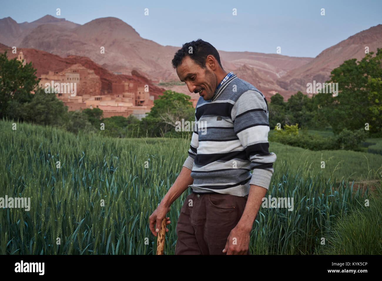 Agriculteur marocain, l'Ait Youl, vallée du Drâa, Maroc Banque D'Images