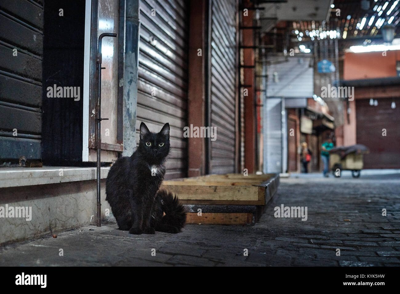 Black Cat en medina, Marrakech, Maroc Banque D'Images