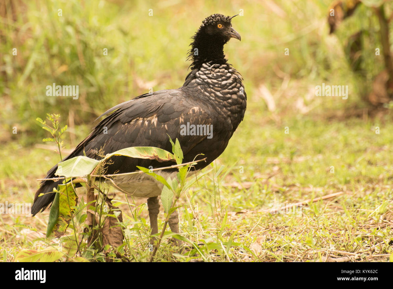 Un grand et très rare oiseau de l'Amazone, un screamer. Banque D'Images