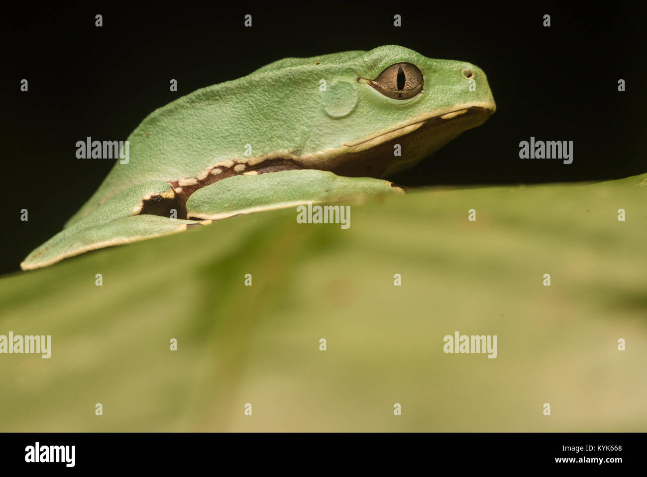 L'un des plus gros arbre des grenouilles, un singe géant tree frog (Phyllomedusa bicolor). Celui-ci est encore jeune et a beaucoup de plus en plus à faire. Banque D'Images