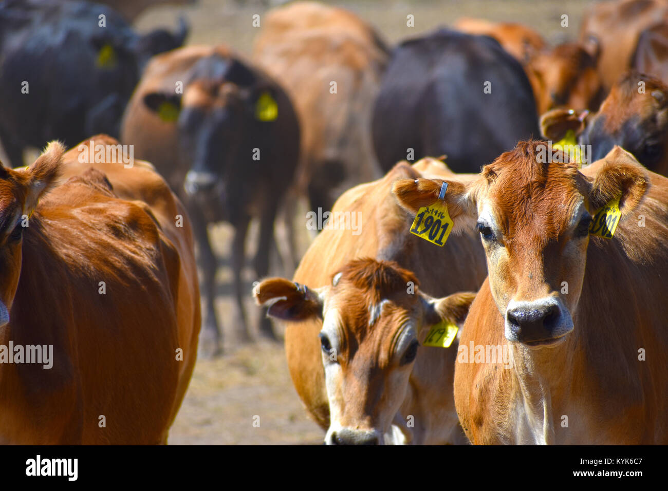 Selective focus sur gc 1901 - toutes les autres vaches sont floues. Un troupeau de bovins à viande dans un ranch dans la région de Ferndale, Washington, USA. Les vaches ont des étiquettes d'identification. Banque D'Images