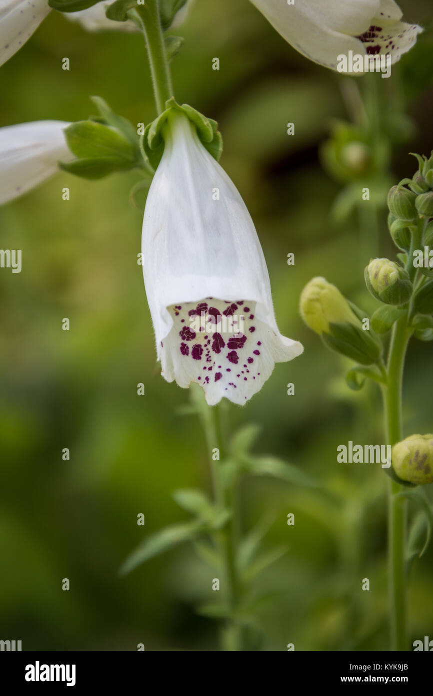 La digitale blanche avec des points violets sur fond vert Banque D'Images