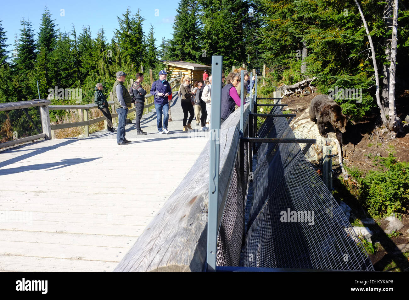 Les touristes regarder un ours dans un enclos au sommet de Grouse Mountain à Vancouver. Banque D'Images