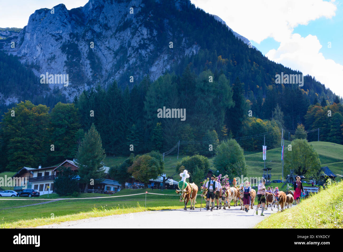 Schönau am Königssee : ceremonial conduire sur des bovins de l'alpages dans la vallée en automne, les vaches vache décorée, cuir, pantalon Di Banque D'Images