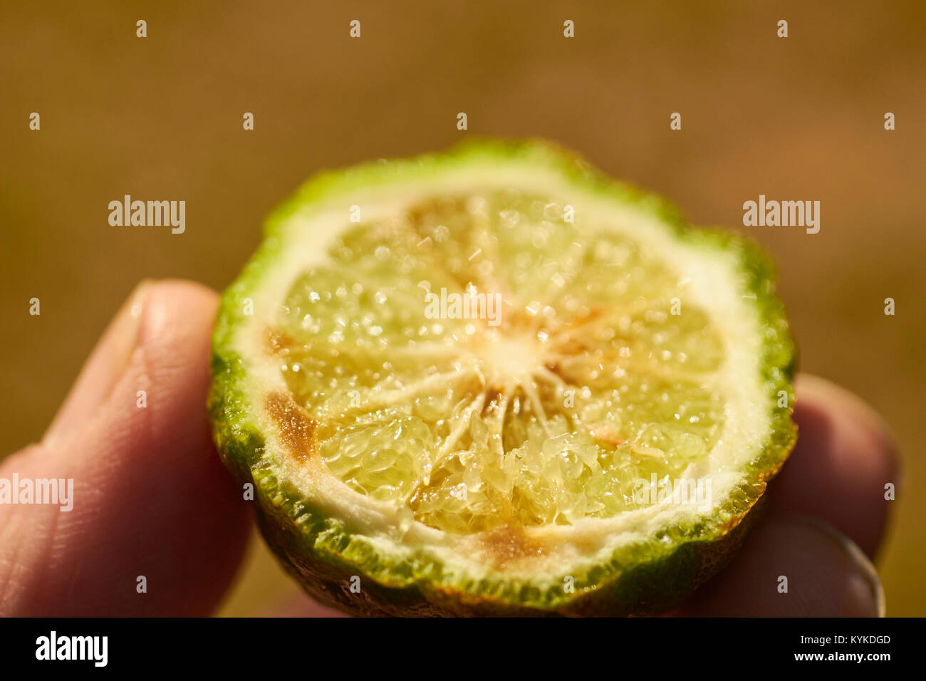 Lime kaffir, coupées en deux Banque D'Images