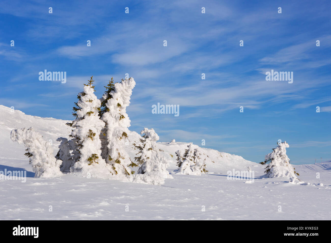 Les arbres gelés dans un paysage d'hiver enneigé à Trysil, Norvège. Photographié sur une journée ensoleillée. Banque D'Images