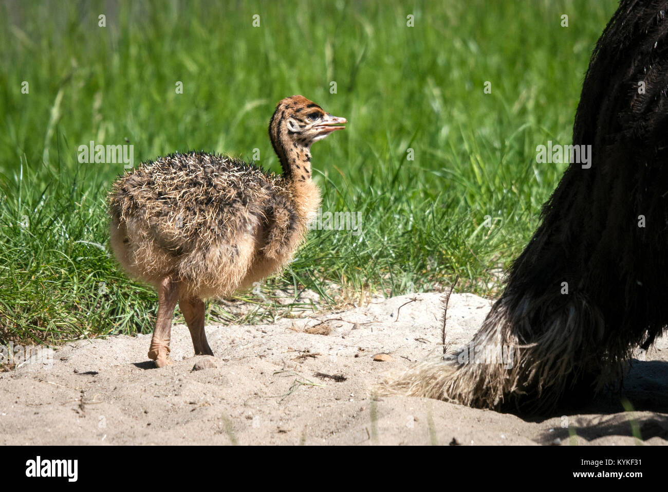 Jeune autruche dans une dune de sable entourée d'herbe verte à l'été Banque D'Images