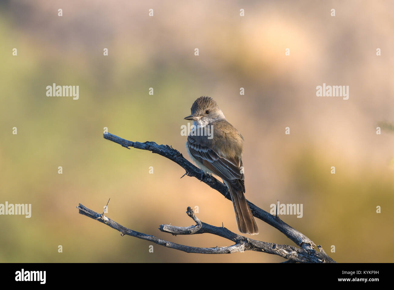 Western Wood Pewee Big Bend National Park Banque D'Images