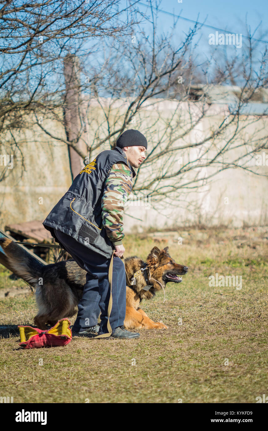 Gomel, Bélarus - Mars 27, 2016 : un homme avec un berger allemand sur la formation pour la protection de. Chien de mordre. Chien Loup d'Alsace. Deutscher, chien Banque D'Images