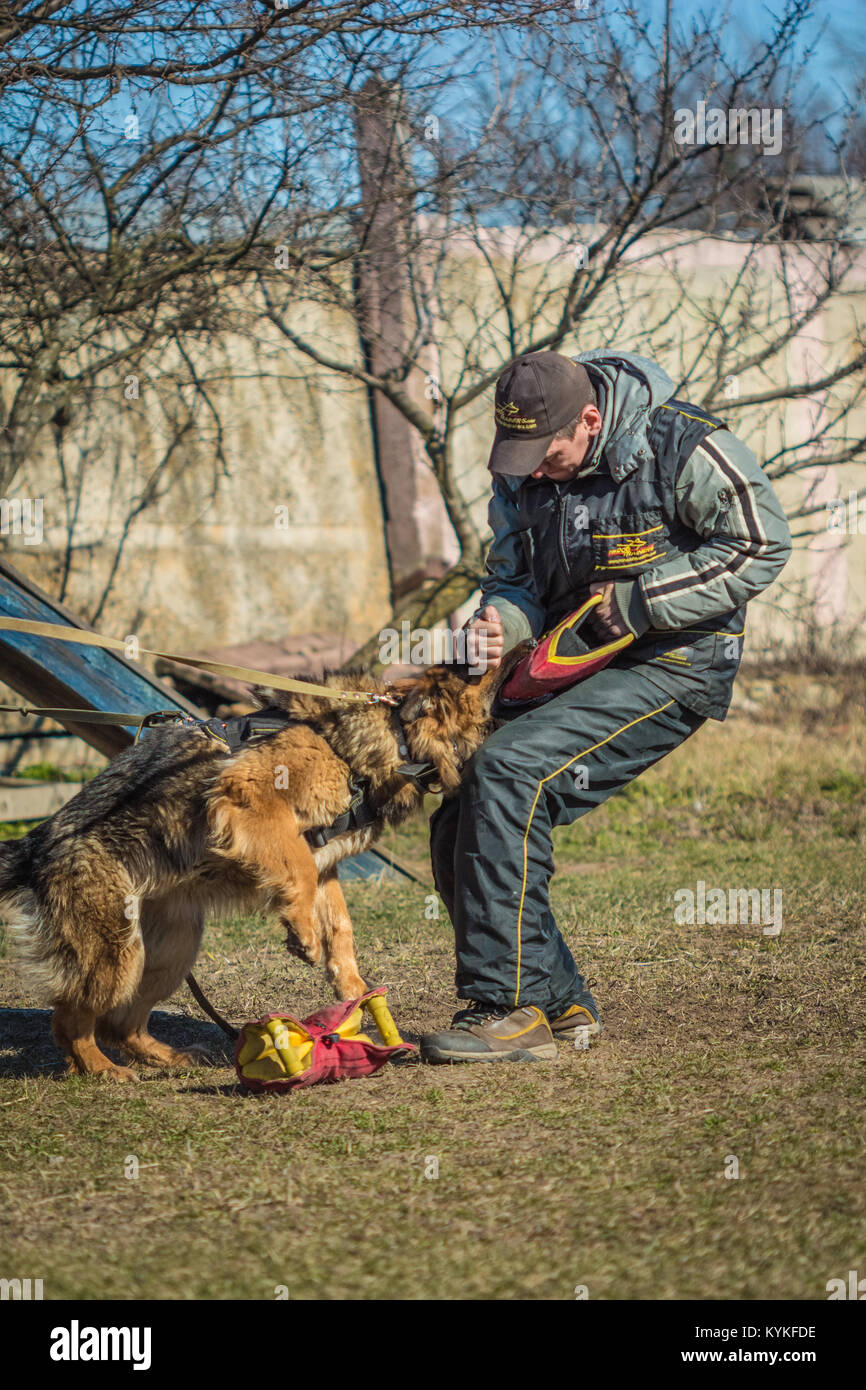 Gomel, Bélarus - Mars 27, 2016 : les attaques de chien berger allemand sur le maître-chien pour la protection de l'emploi. Chien de mordre. Chien Loup d'Alsace. Deutsche Banque D'Images