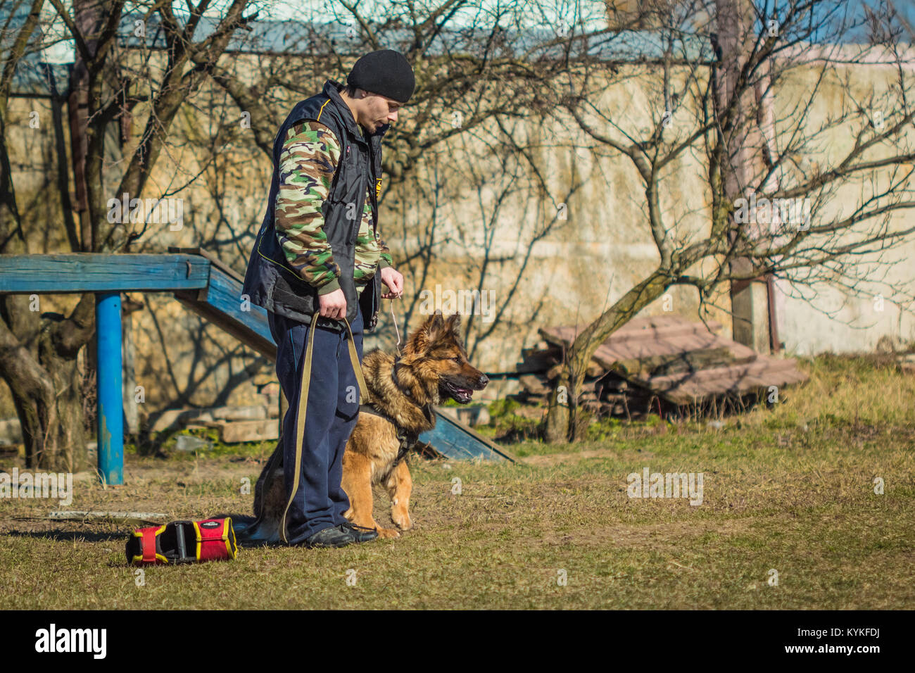 Gomel, Bélarus - Mars 27, 2016 : l'homme sur la formation à l'obéissance à Berger Allemand. Chien de mordre. Chien Loup d'Alsace. Deutscher, chien Banque D'Images