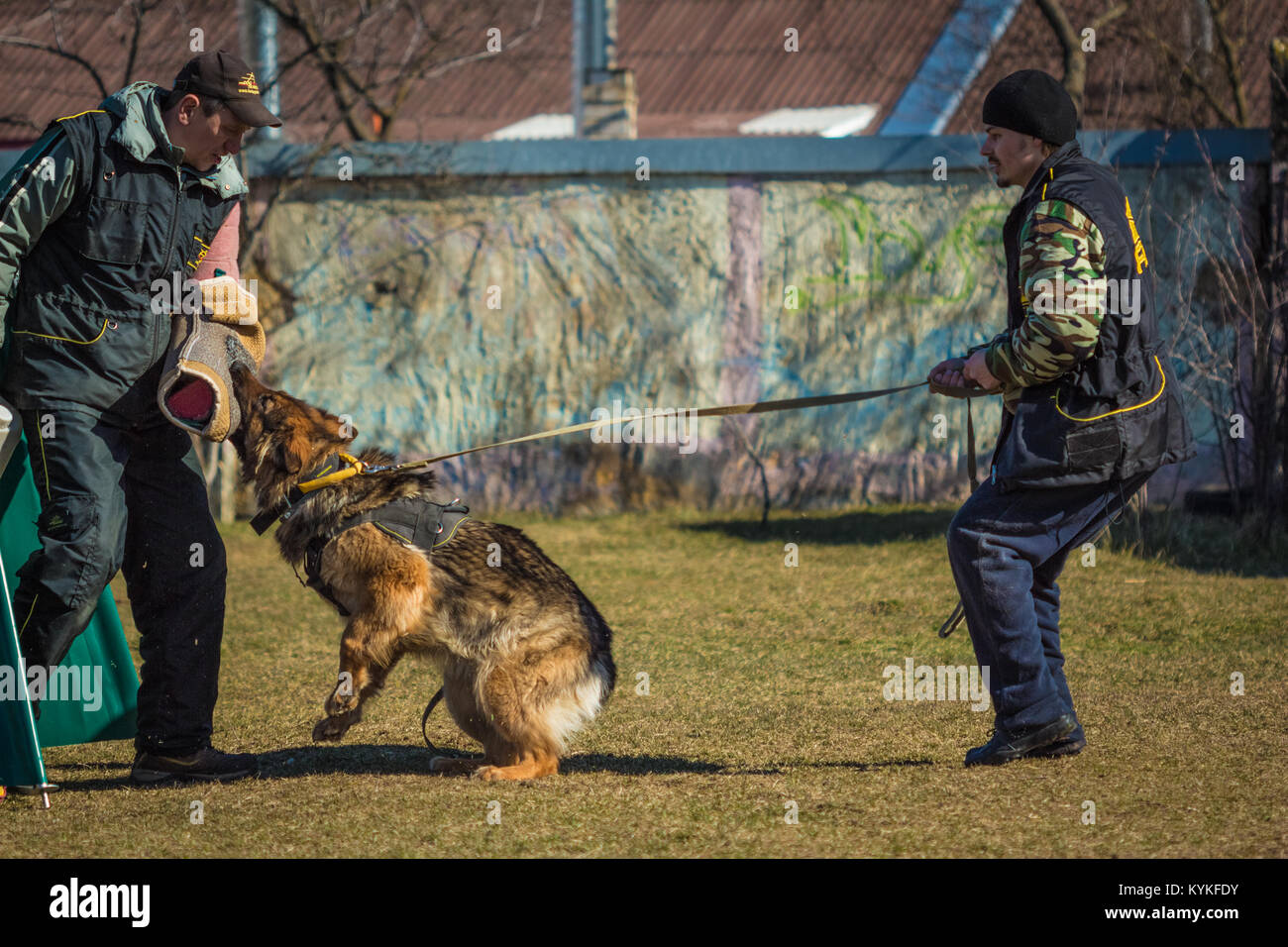 Gomel, Bélarus - Mars 27, 2016 : Berger Allemand dans la salle de classe pour la protection de mordre la main de maître. Chien de mordre. Chien Loup d'Alsace. Deutsc Banque D'Images