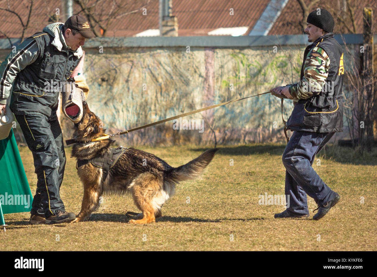 Gomel, Bélarus - 27 mars 2016 : deux hommes-chiens organisent des cours avec le Berger Allemand. Chien de mordre. Chien Loup d'Alsace. Deutscher, chien Banque D'Images