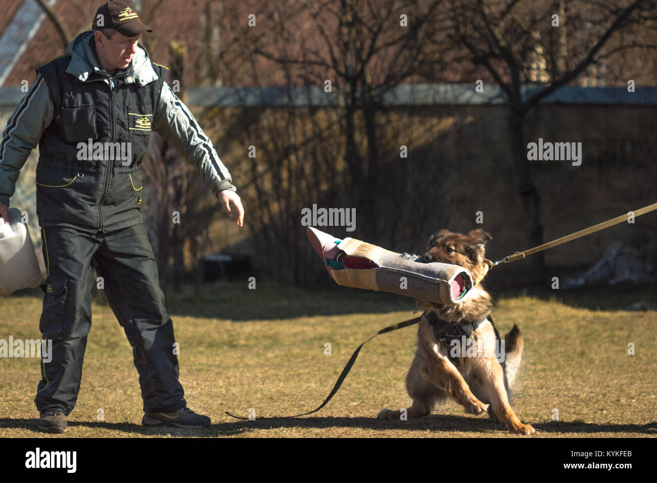 Gomel, Bélarus - Mars 27, 2016 : l'homme gynécologue fonctionne avec un berger allemand. Chien de mordre. Chien Loup d'Alsace. Deutscher, chien Banque D'Images