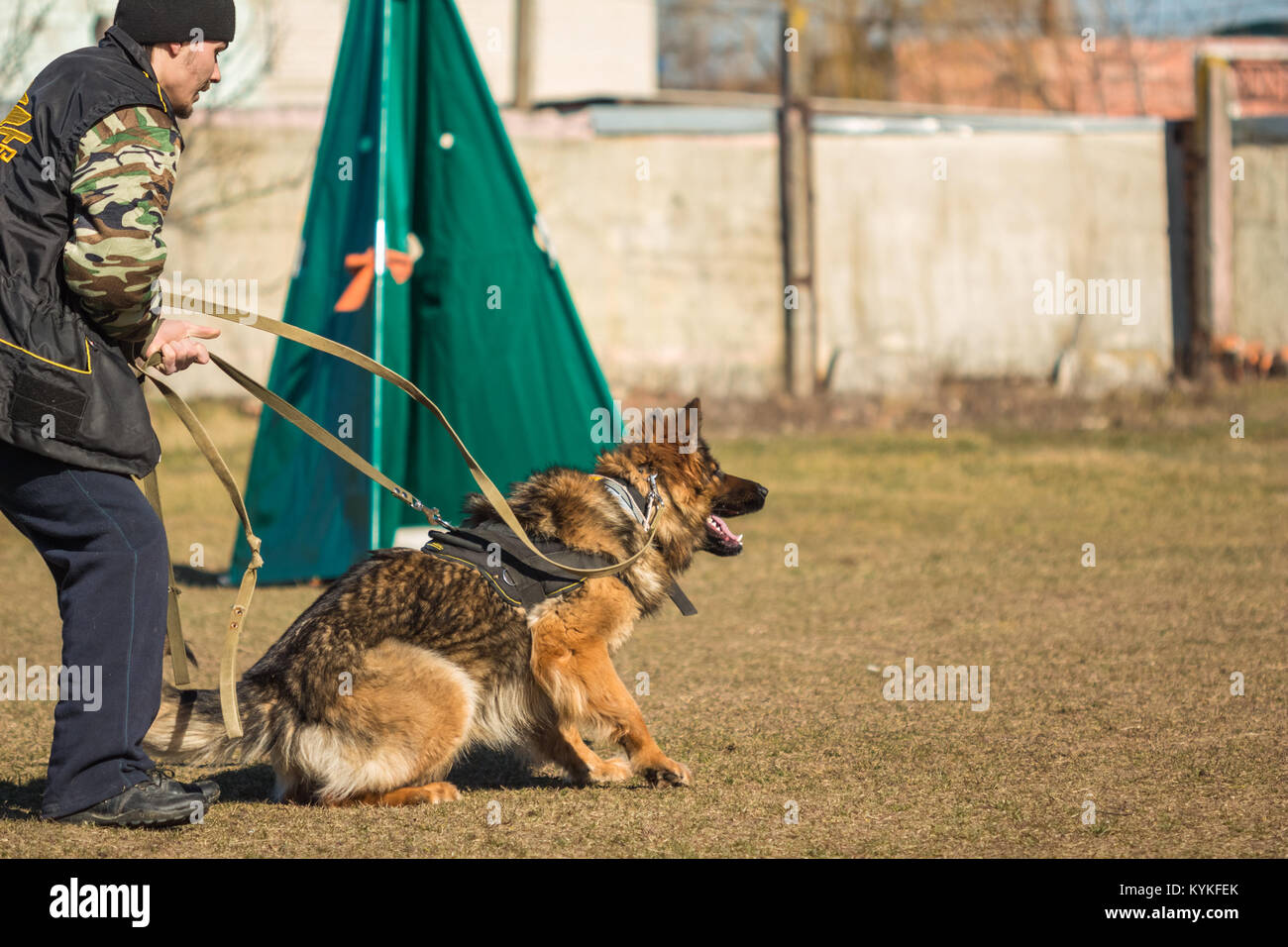 Gomel, Bélarus - Mars 27, 2016 : Homme tenant en laisse par un berger allemand sur la protection de l'emploi. Chien de mordre. Chien Loup d'Alsace. Deutscher, chien Banque D'Images