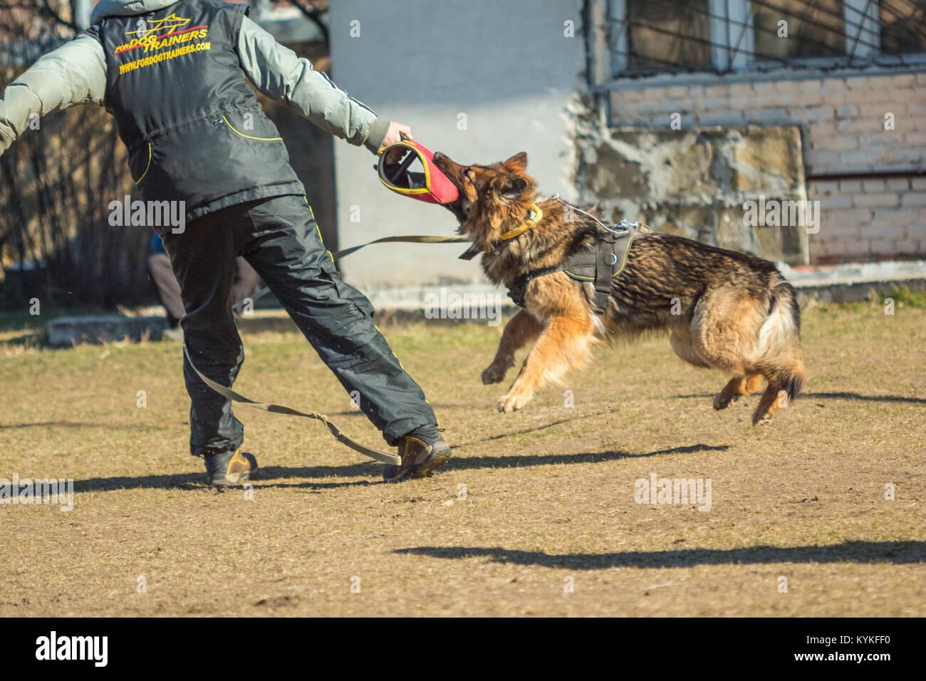 Gomel, Bélarus - Mars 27, 2016 : Berger Allemand à la formation pour la protection d'attaques de chien. Chien de mordre. Chien Loup d'Alsace. Deutscher, Banque D'Images