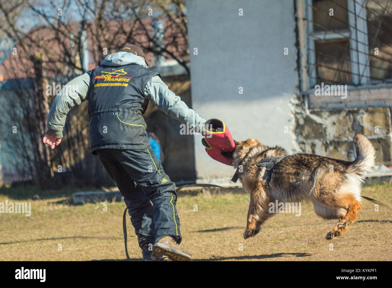 Gomel, Bélarus - Mars 27, 2016 : chien berger allemand et s'acquitter de la protection. Chien de mordre. Chien Loup d'Alsace. Deutscher, chien Banque D'Images