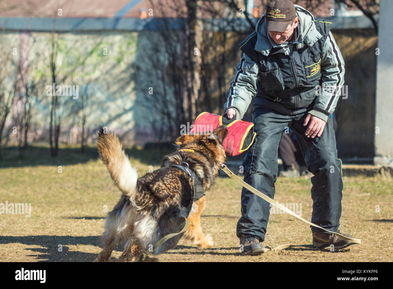 Gomel, Bélarus - Mars 27, 2016 : Berger Allemand dans la classe de protection de conducteur de chien. Chien de mordre. Chien Loup d'Alsace. Deutscher, chien Banque D'Images