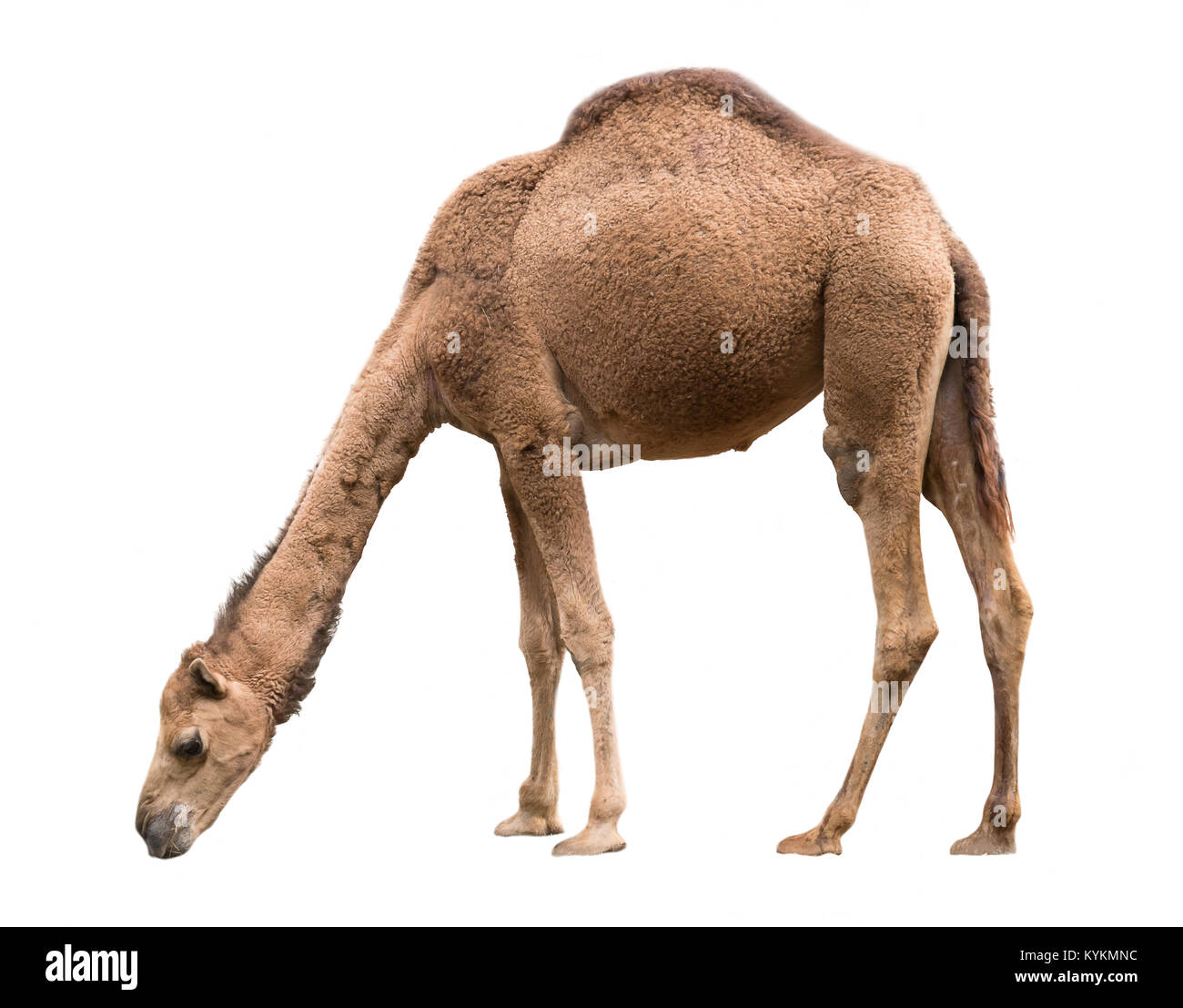 Le dromadaire ou chameau d'arabie isolé sur fond blanc Banque D'Images