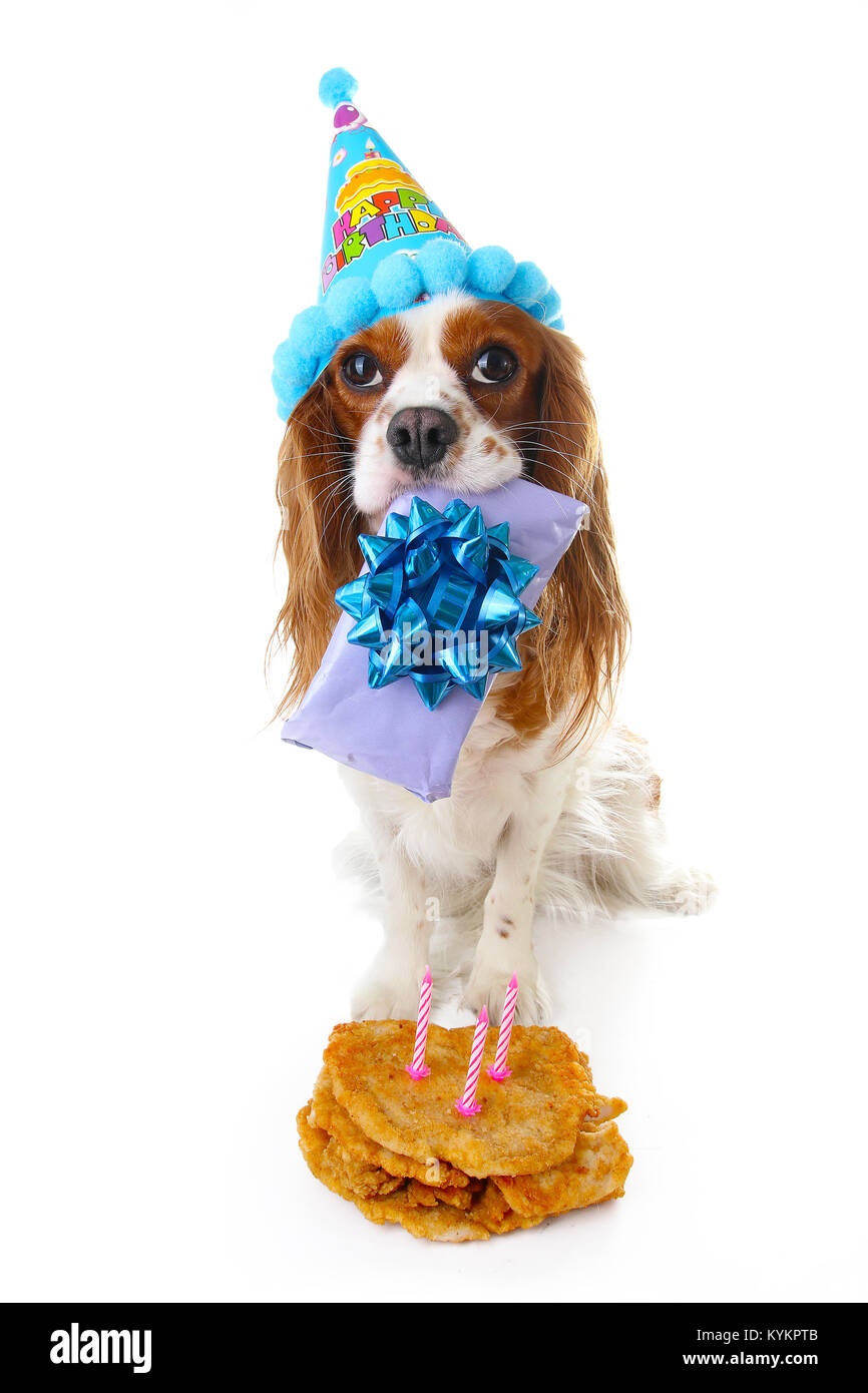 Joyeux Anniversaire Chien Photo Cavalier King Charles Spaniel Puppy Dog Celebrer 3 Anniversaire Trois Ans Chiot Avec Gateau Et Cadeau Vertige Chien Photo Stock Alamy