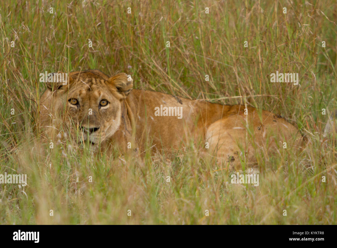 Une femme lion caché dans l'herbe de traquer sa proie dans le Parc National du Serengeti Banque D'Images