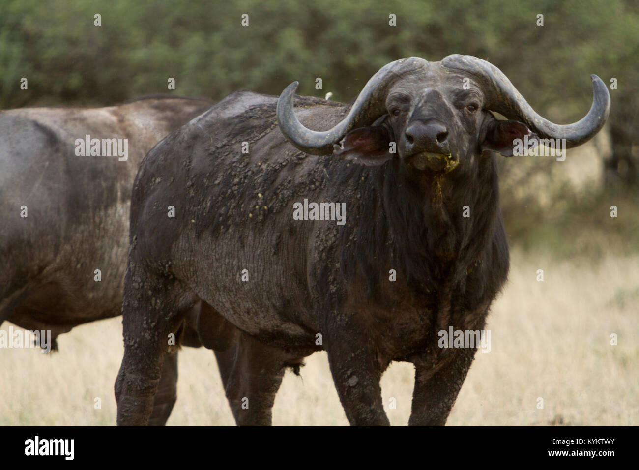 Un Buffle africain, ou de buffle, se dresse dans une position défensive dans le Parc National du Serengeti, Tanzanie Banque D'Images