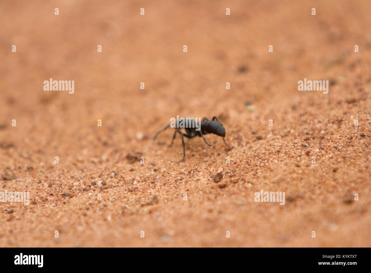 Une fourmi marche à travers le sable dans le Parc National du Serengeti, Tanzanie Banque D'Images