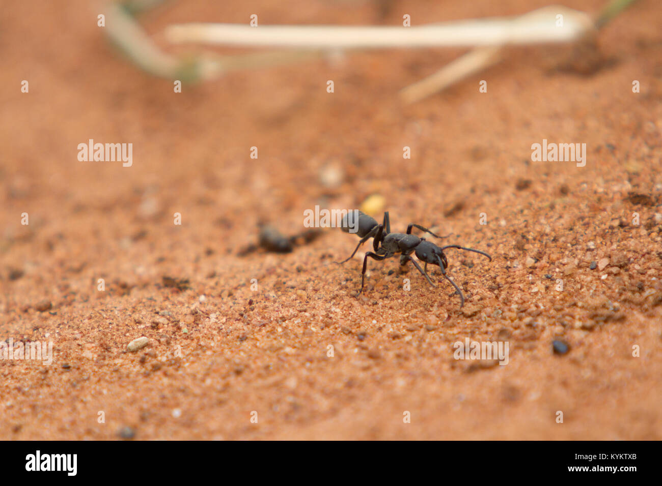 Une fourmi marche à travers le sable dans le Parc National du Serengeti, Tanzanie Banque D'Images