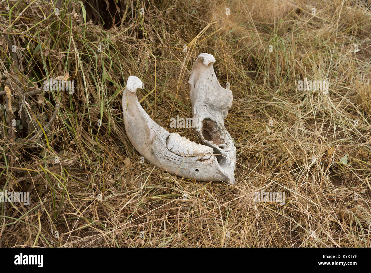 Un os de la mâchoire inférieure se trouve dans un champ d'herbe dans le Parc National du Serengeti Banque D'Images