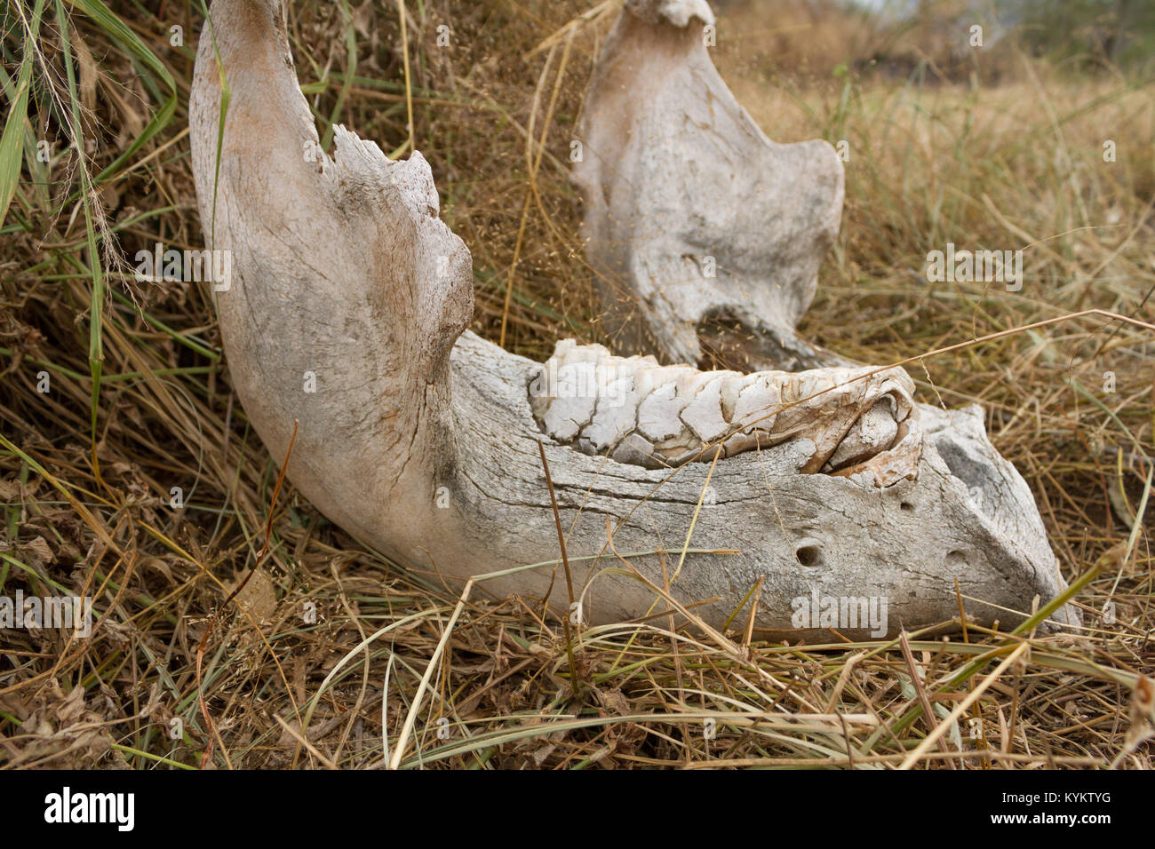 Un os de la mâchoire inférieure se trouve dans un champ d'herbe dans le Parc National du Serengeti Banque D'Images