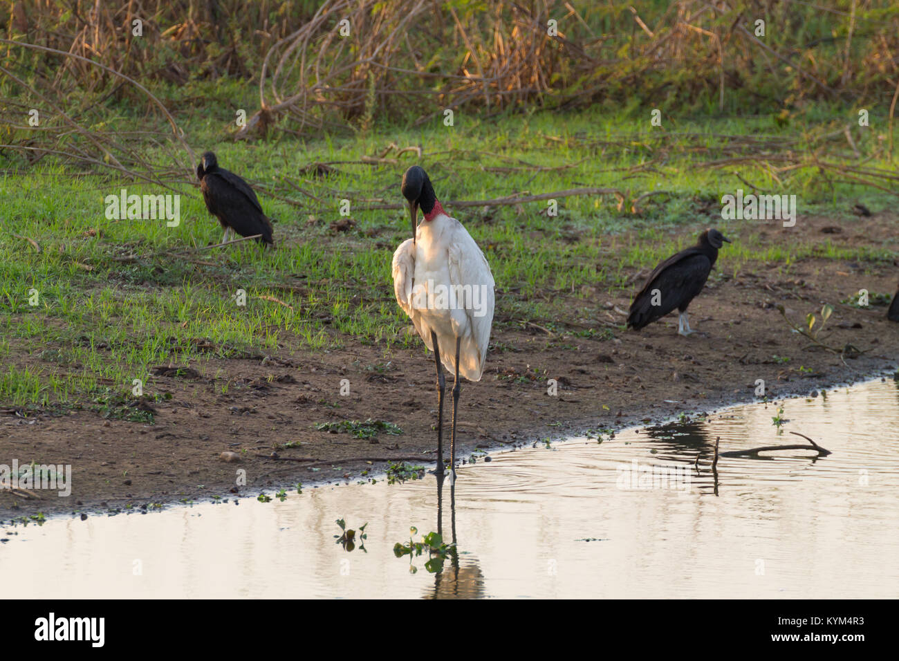 Cigogne Jabiru oiseau sur la nature du Pantanal, Brésil. La faune du Brésil Banque D'Images