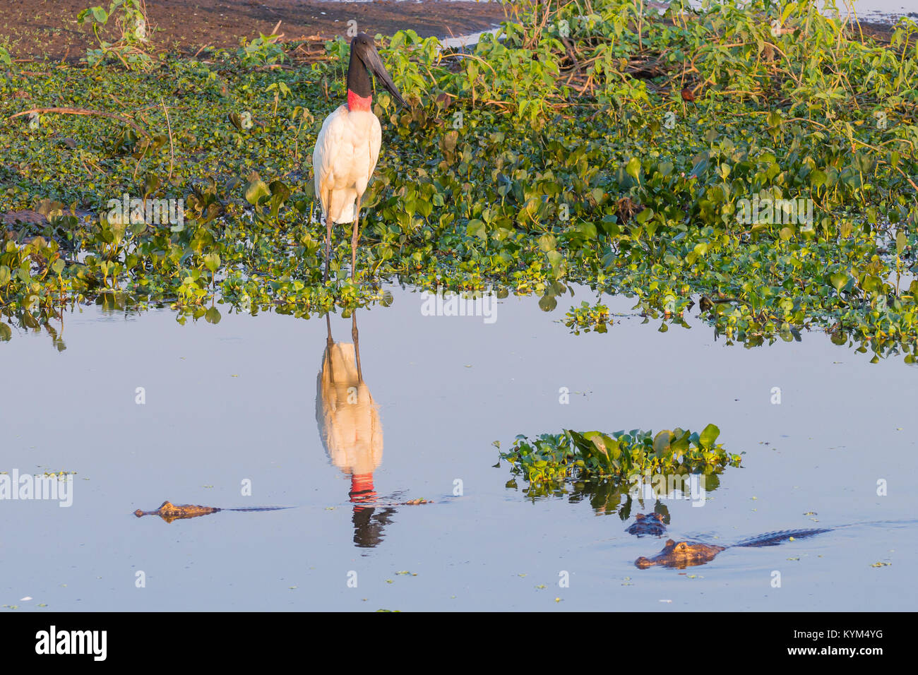 Cigogne Jabiru oiseau sur la nature du Pantanal, Brésil. La faune du Brésil Banque D'Images