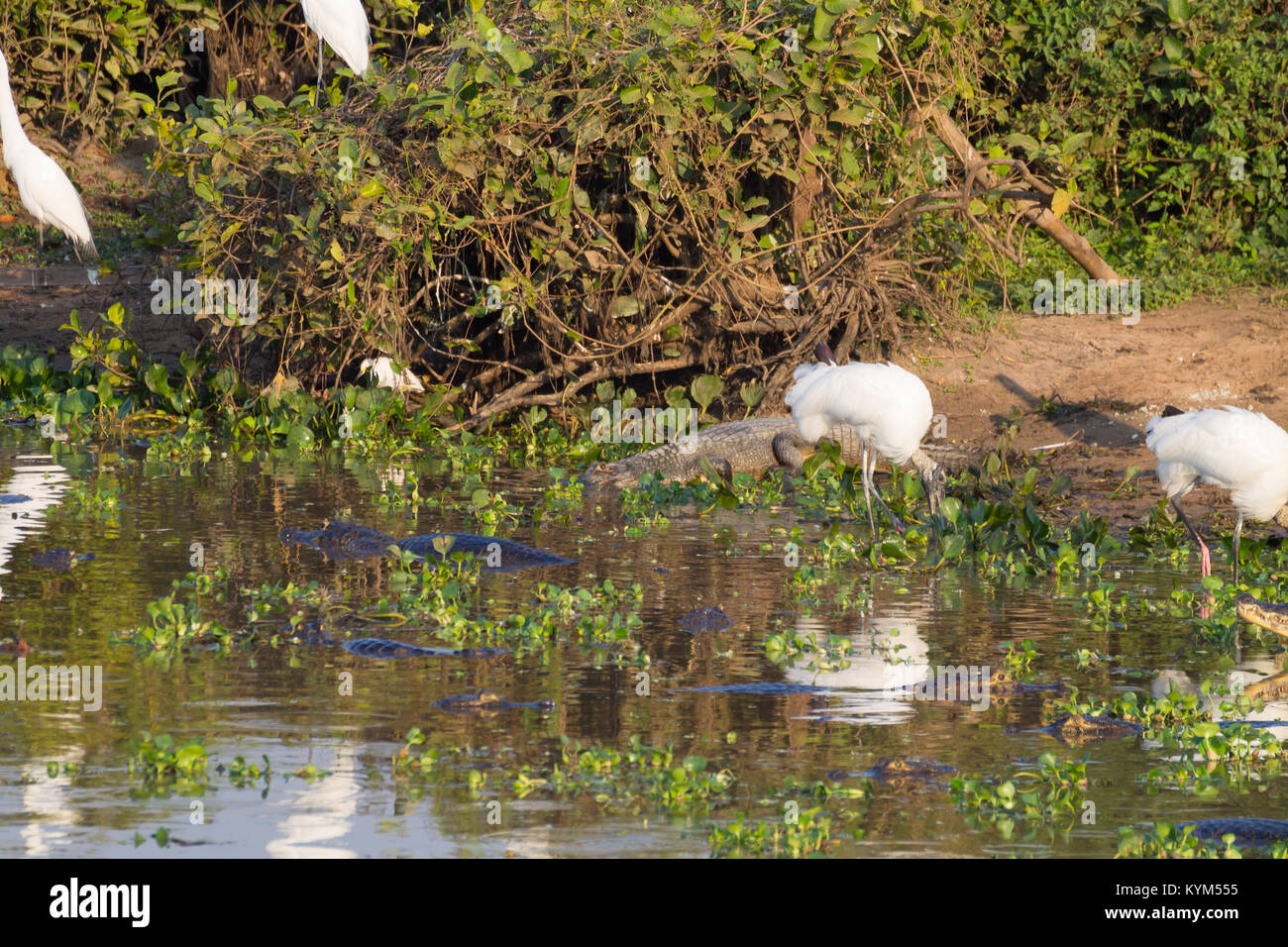 Beaux paysages du Pantanal, l'Amérique du Sud, Brésil. La nature et la faune le long de la route Transpantaneira célèbre. Banque D'Images