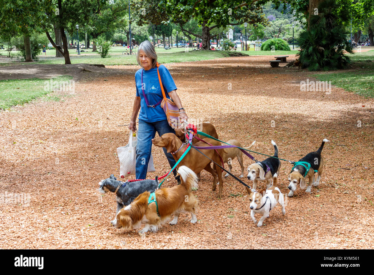 Buenos Aires Argentina,Bosques de Palermo,Parque 3 de Febrero,parc public,femme femmes,marcheur de chien,chiens,laisse,sentier de gravier,hispanique,ARG17111903 Banque D'Images