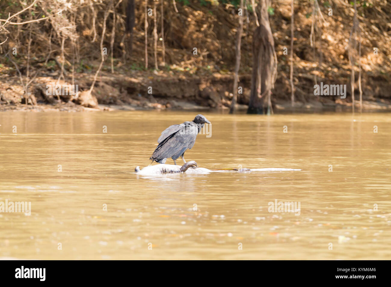 Urubu noir flottant sur une rivière à partir de la mort de caïmans Pantanal, Brésil. La faune du Brésil. Banque D'Images