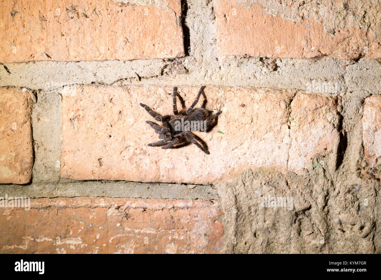 Tarantula brésilien close up. Oiseau rose saumon brésilien-eating tarantula. Banque D'Images