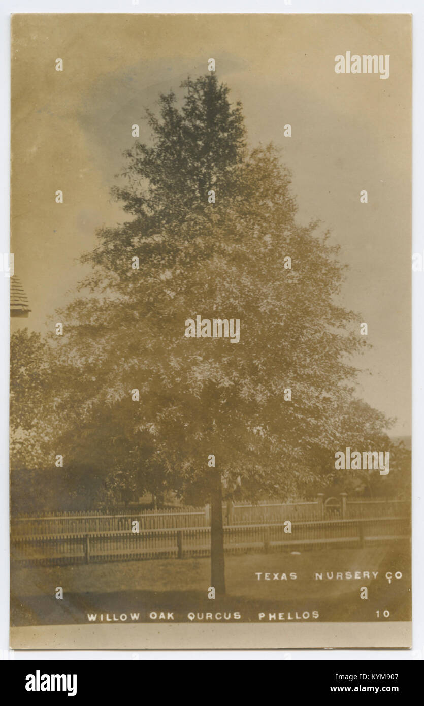 Une illustration historique d'un chêne de saule (Quercus phellos), mettant en valeur ses caractéristiques distinctives. Cette image vintage de la Texas Nursery Company met en évidence les caractéristiques botaniques de cette espèce d'arbre. Banque D'Images