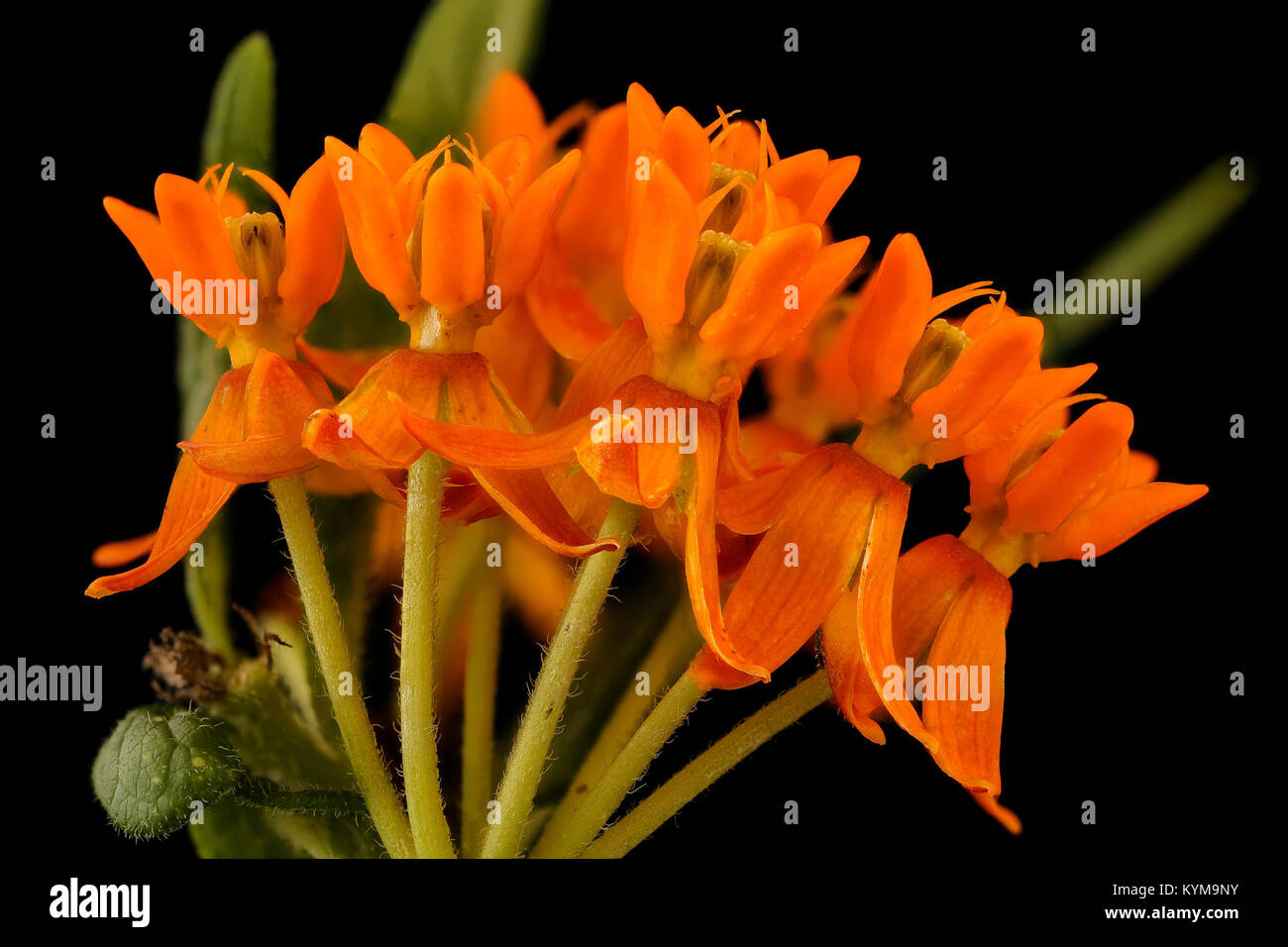 Asclepias tuberosa Asclépiade tubéreuse, pleurésie ou racine, Howard County, MD, Helen 35922764931 o Banque D'Images