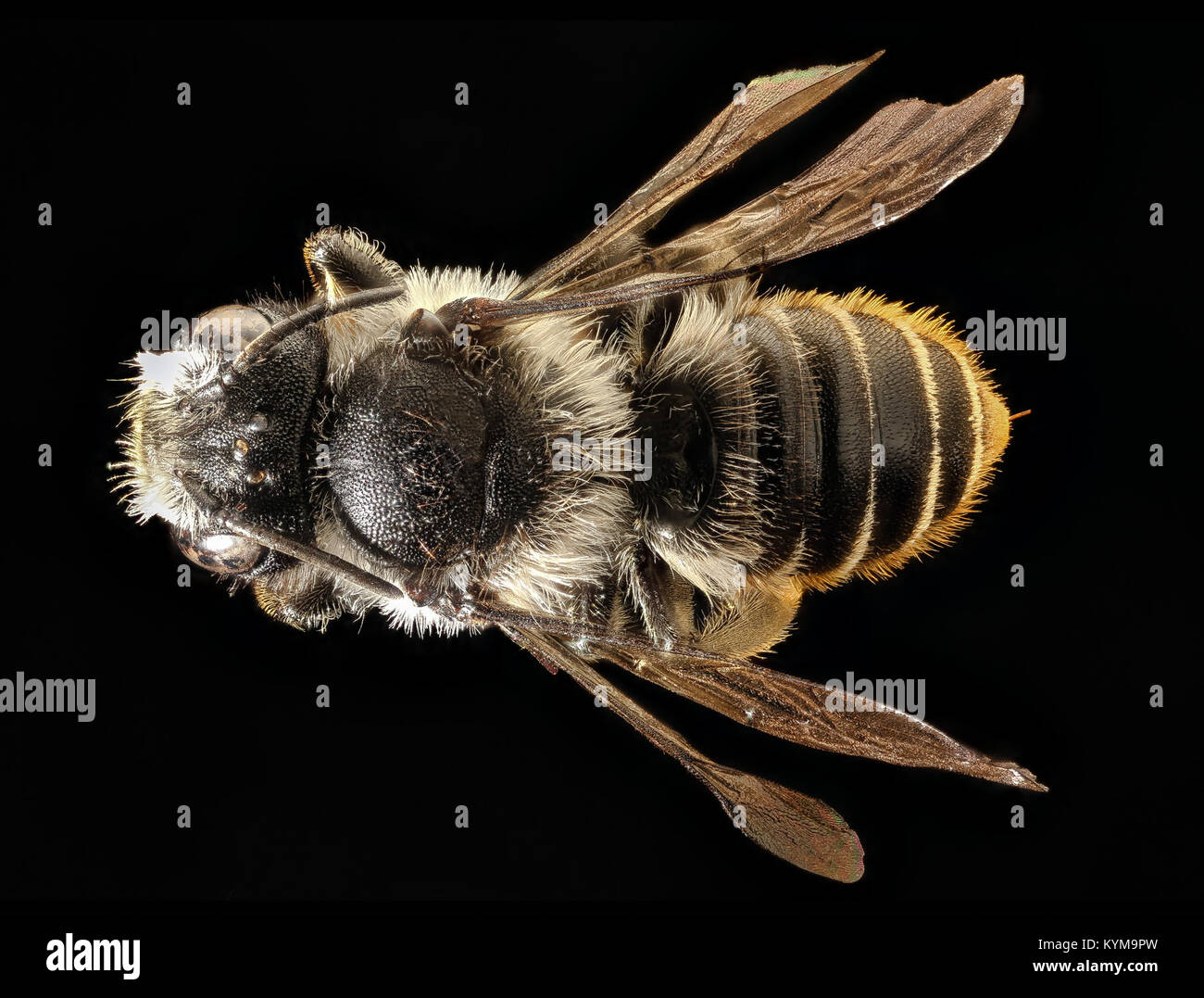 Photographie rapprochée d'une femelle Megachile relativa (abeille coupe-feuilles) de Mariposa, Californie, montrant le dos de l'insecte. Banque D'Images