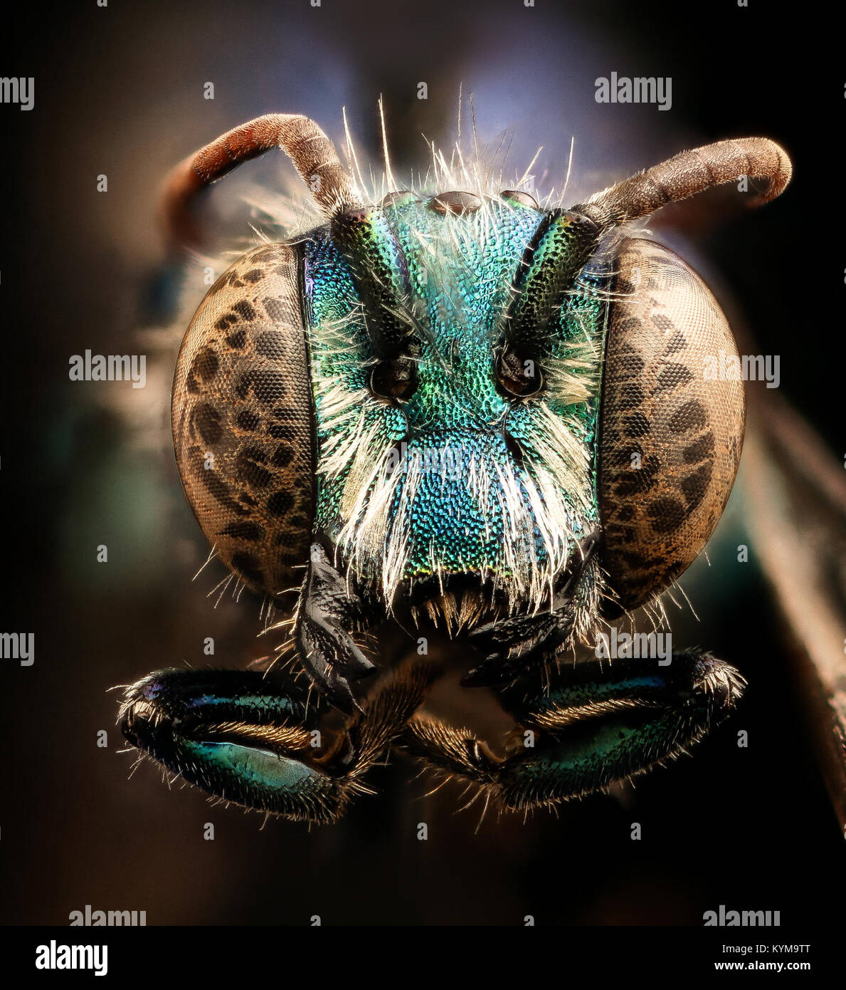 Photographie rapprochée d'une abeille fulgida Hoplitis, capturée par Claire Kremen à Mariposa, en Californie, montrant les traits bleu-vert de l'insecte. Banque D'Images
